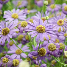 Image result for Brachycome mossambicensis