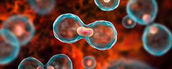 Nejnovější pokroky v imunoterapii proti rakovině