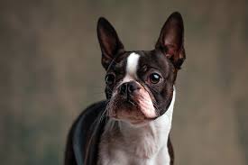 Bisymetrical hair loss, darkening of the skin, change in texture of the skin, chronic skin infections, poor hair regrowth after clipping, seborrhea. How To Clean Boston Terrier Nose Wrinkles
