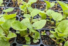 Image result for Lactuca setosa