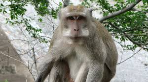 I primi sintomi dopo 12 giorni, quando compaiono le pustole. Il Primo Caso Di Vaiolo Delle Scimmie In Un Paziente Umano Su Suolo Europeo Wired