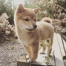 Black And Tan Teacup Shiba Inu Puppy Pin Em Little Pets