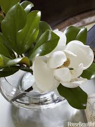 A Landmark Illinois House Magnolia Flower White Magnolia Sweet Magnolia