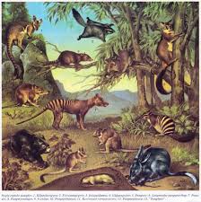 Four Fantastic Animal Illustrations From An Old Danish Encyclopedia Animal Illustration Encyclopedia Illustration Vintage Illustration