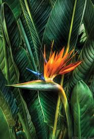Red Bird With Spiky Hair Bird Of Paradise Birds Of Paradise Flower Birds Of Paradise Flower Bird