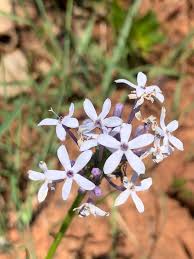 Image result for Pentanisia sykesii