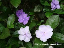 Image result for Brunfelsia australis