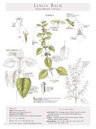 Check out our lemon balm plant selection for the very best in unique or custom, handmade pieces from our товары для рукоделия shops. Plant Id Pages Gallery Full Plant Identification Lemon Balm Plant Edible Wild Plants
