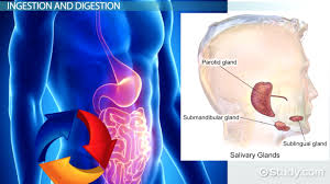 The Four Stages Of Food Processing Video Lesson Transcript Study Com