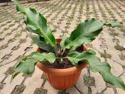 Bunga gelombang cinta atau dikenal juga dengan nama anthurium, merupakan bunga yang biasa dijadikan sebagai hiasan di taman istana. 7 Cara Menanam Bunga Gelombang Cinta Untuk Pemula Dengan Mudah
