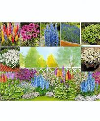 This is an easy to grow perennial that is hardy to zone 3. Buy Hardy Perennial Border Plants In 7 Varieties Bakker Com Backyard Flowers Beds Flower Bed Plants Plants