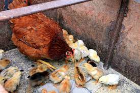 Download Top 7 Chicken Feed Brands The Happy Chicken Coop