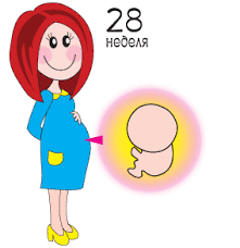 25 26 27 28 Nedeli Beremennosti Chto Proishodit Razvitie Beremennosti I Ploda