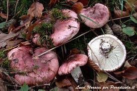 We did not find results for: Hygrophorus Russula Lardaiolo Commestibile