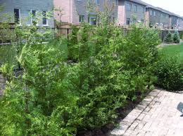 Fill your cart with color today! Cedar Trees For Sale Cedar Ontario