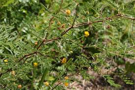Image result for Acacia hockii
