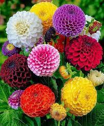 Burhan On Twitter Wonderful Flowers Beautiful Flowers Flower Seeds