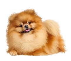 Regala al tuo boo il look più bello e più cool e condividi i momenti migliori con i tuoi amici. Pomeranian German Spitz Piccolo Cucciolo Carlino Pomerania Boo 800 686 Png Trasparente Scarica Gratis Cane Cane Come Mammifero Spitz Tedesco
