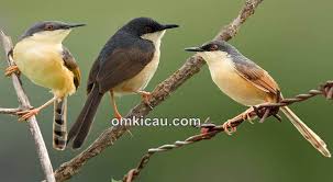 Burung falk muda jantan dan betina memang terlihat sama, sehingga cukup sulit untuk membedakan jantan dan betina. Download Suara Burung Prenjak Enam Spesies Om Kicau