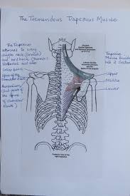 The trapezius elevates, depresses, rotates, and retracts the scapula, or shoulder blade. The Trapezius Muscle Pilates In Leeds