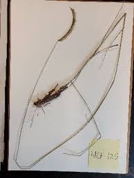 Image result for Ctenium concinnum