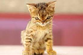 Down (or down's) syndrome (trisomy 21) is one of the most common genetic diseases. Gibt Es Das Down Syndrom Bei Katzen