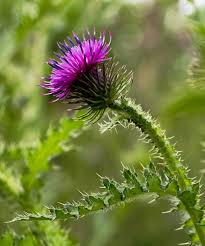 Distel Pflanzen Garten Distel