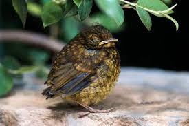 What To Do If You Find A Baby Bird On The Ground How To Look After Fledgling Bird
