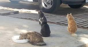 Continue feeding her high quality food and watch for a noticeable reduction in appetite, which is usually a sign that unless you are deliberately breeding cats, consider spaying your cat, for the sake of any future kittens (many unexpected kittens end up feral, starving, or. City Heights Feral Cat Rescuer And Birth Control Agent San Diego Reader