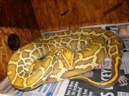 My Burmese Pythons Gazs Pythons And Boas Burmese Python Python Burmese