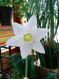 Find inspiration and learn how to start a flower garden the easy way. Flower 6 Petal Flower White Flower Plant Identification