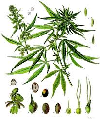 In canada, marihuana cigarettes rarely contain any tobacco, and may vary in size from a few hundred milligrams up to a several gram bomber.. Hanf Art Wikipedia