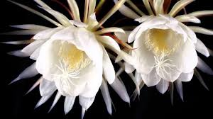 Check spelling or type a new query. World Most Beautiful And Rarest Flowers Top 10 Lists Youtube