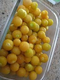Growing And Harvesting Ground Cherries Gardenerd
