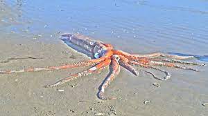 Maybe you would like to learn more about one of these? 10 Strange Animals That Washed Ashore In 2020 Live Science