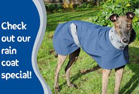 Every dog found a home. The Gap Shop Is Fully Stocked With Greyhounds As Pets Nz Facebook