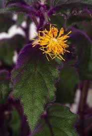 Image result for Mikaniopsis