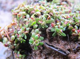 Image result for Elatinaceae