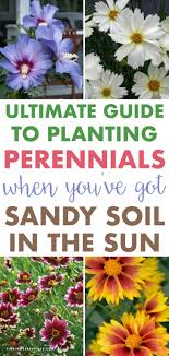 Maybe you would like to learn more about one of these? Pin On Garden Yard Ideas