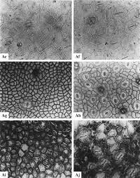 Image result for Afrobrunnichia erecta