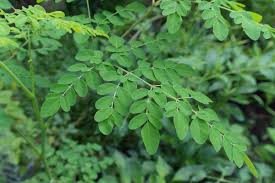 Image result for Moringaceae