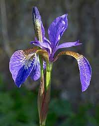 Purple and yellow flowers names and pictures. Iris Plant Wikipedia