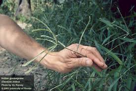 Image result for Eleusine