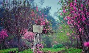 May 28, 2021 · the flowers of japanese pieris, also known as lily of the valley bush, appear in april (and sometimes as early as march) in drooping clusters much like lily of the valley plants. Twelve Seasons Of Flowers The 12 Flower Seasons Of Hanoi Vietnam