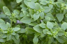 Image result for Ocimum basilicum