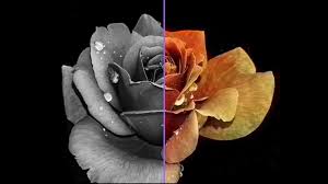 Reimagine the past by colorizing pictures of ancestors and historic figures. Best 4 Free Online Tools To Convert Black And White Photos To Color