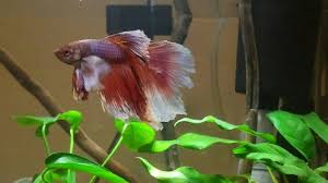 The secret to betta fish sleeping or dead. Bettas On Tumblr