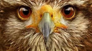 Eyes Photo Beautiful Animal Eyes Animals Beautiful Raptor Animal Wildlife Wallpaper
