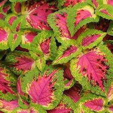 Image result for Coleus zombensis