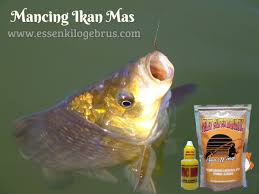 Racikan Umpan Jitu Ikan Mas Dengan Pelet Super Dengan Paket Hemat Umpan Pelet Super Aquatic Dijamin Ampuh Untuk Menaklukan Ikan Mas Di Kolam Kilo Ikan Ikan Mas